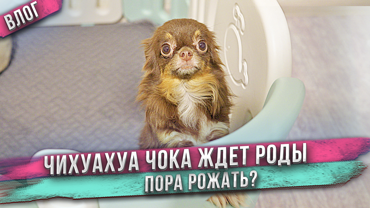 Чихуахуа Чока готовится рожать! смотреть онлайн