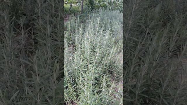 Rozmarin de Romania смотреть онлайн