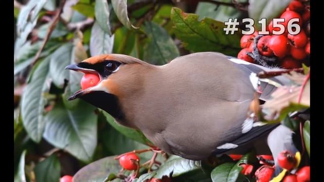 #3156. Свиристели (В мире животных) смотреть онлайн