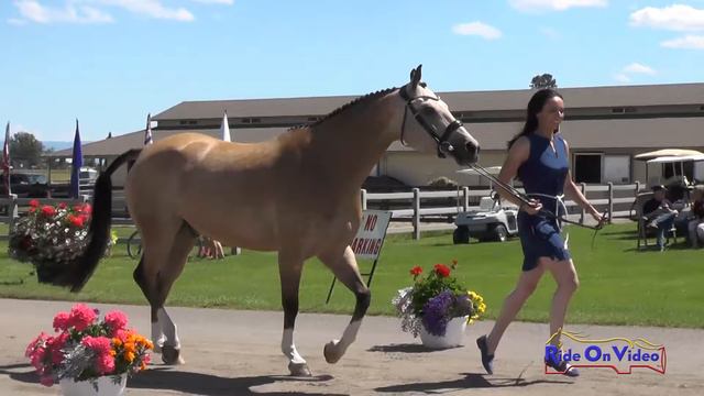 232J1 Britt Sabbah on Saint Louie Training 3-Day FEI Jog 1 Rebecca Farm July 2016 смотреть онлайн
