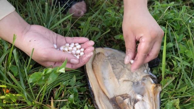 Unbelievable! I picked up 10-year-old shells in a swamp, the pearls inside are huge and golden смотреть онлайн