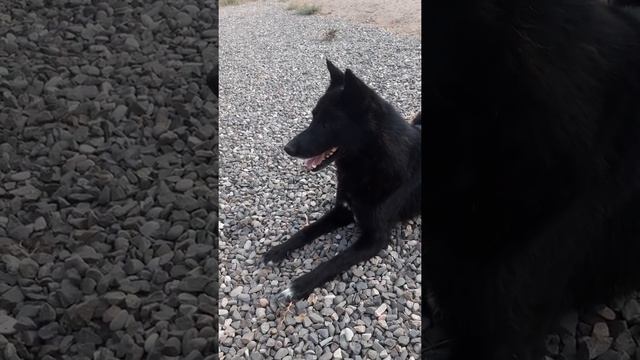 Как поймать собаку смотреть онлайн