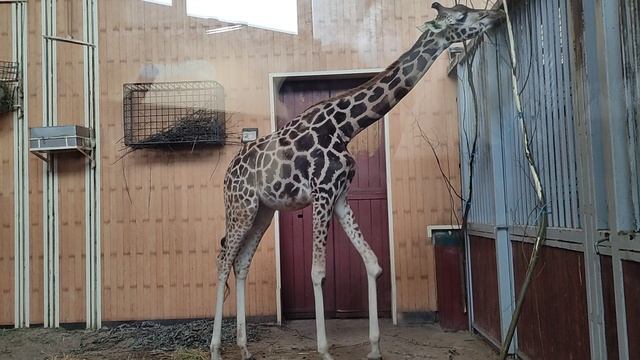 ЖИРАФ В ВАРШАВСКОМ ЗООПАРКЕ смотреть онлайн