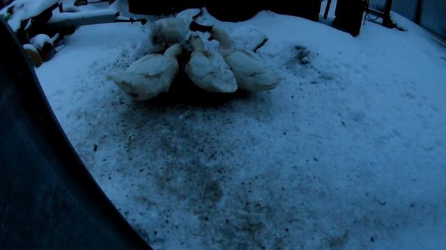 Вечерний ужин живности, приятного аппетита смотреть онлайн