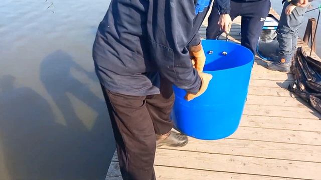 Запуск форели - 85 кг !!! смотреть онлайн