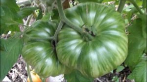 Вкусный красавец Томат Оранжевый Джаз  Orange Jazz США