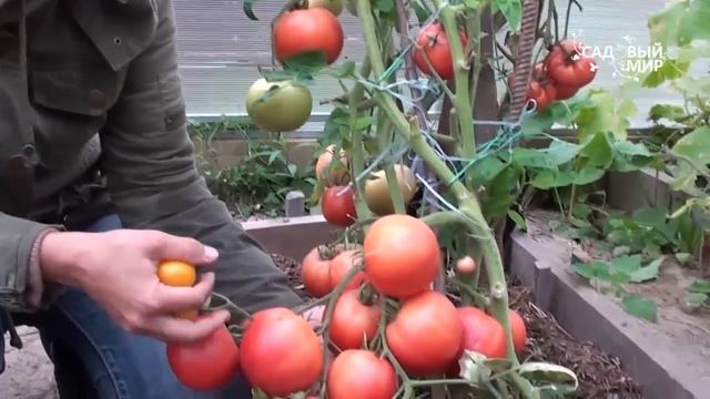 Устойчивые сорта томатов: Евпатор и Розовый царь. Сайт "Садовый мир" смотреть онлайн