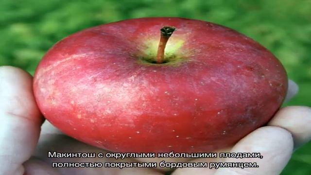 Поздние сорта яблок фото с названиями — лучший выбор для зимнего хранения смотреть онлайн