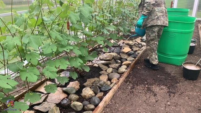 ЛУЧШЕЕ ОРГАНИЧЕСКОЕ УДОБРЕНИЕ ДЛЯ ВИНОГРАДА ВЕСНОЙ.ВИНОГРАД В ТЕПЛИЦЕ . ВИНОГРАДАРЬ [2020]. смотреть онлайн