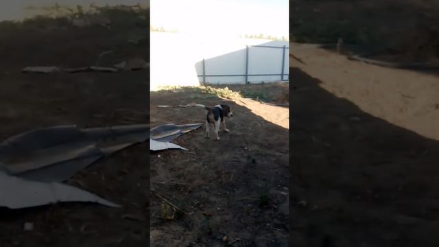 Щенок РПГ 1,5 месяца