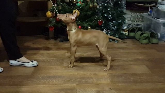 Щенок чирнеко-первый тренинг смотреть онлайн