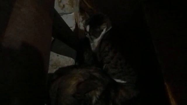 Кто сказал не живут cut смотреть онлайн