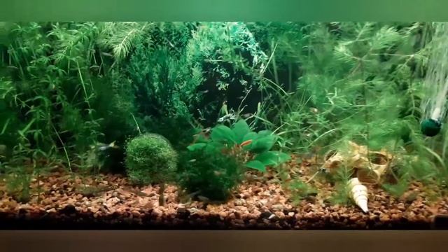 Гуппи, креветки. Аквариум смотреть онлайн