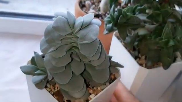 Crassula and aeonium. Обзор крассул и эониумов смотреть онлайн