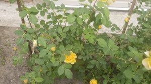 Плетистая роза Казино