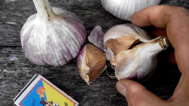 Сорт чеснока Любаша. смотреть онлайн