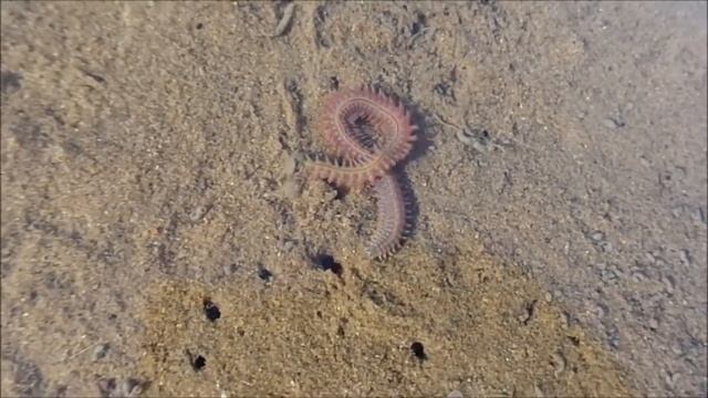 Fascinating living things in the Wadden Sea: the ragworm (Hediste diversicolor) / Seeringelwurm смотреть онлайн