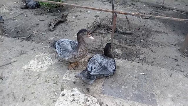 Голубые мускусные утки в три месяца смотреть онлайн