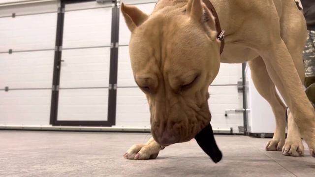 Питбуль Граф после тренировки ест баранье ухо…