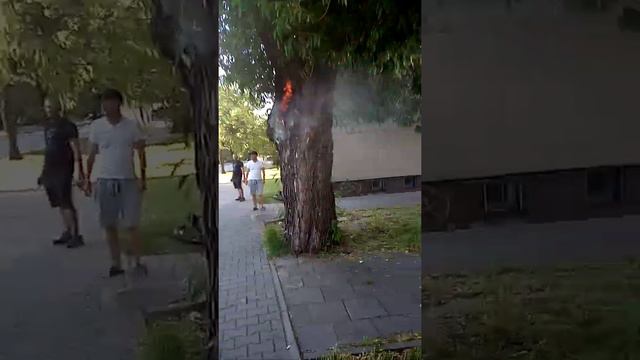 горит дерево! до меня уже вызвали пожарных смотреть онлайн