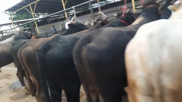 29 июня 2023 г АНДИЖОН АСАКА УЗБЕКИСТОН МОЛ БОЗОРИ НАРХЛАРИ ANDIJON ASKA ÒZBEKISTON MOL BOZORI NARX