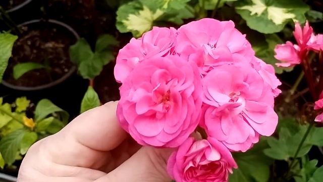 Комнатные растения. Цветущий март. смотреть онлайн