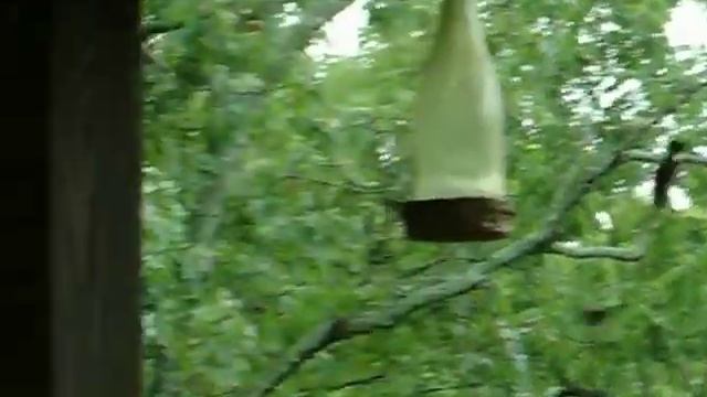 Count The Hummingbirds Game смотреть онлайн