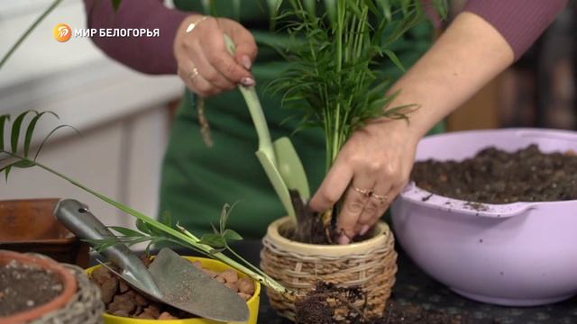 «Зеленее будет». Хамедорея смотреть онлайн