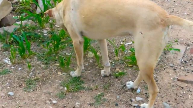 Female Dog Eats Grass.Food Or Medicine For Her? смотреть онлайн