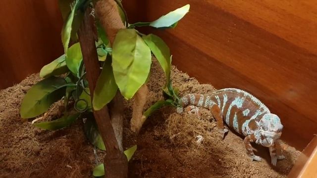 Девочка будет жить? // Гигантская саранча // Твич моменты смотреть онлайн