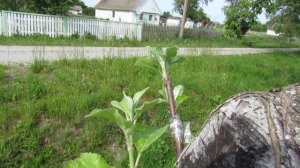 Спил яблони на пень, Кардинальное решение