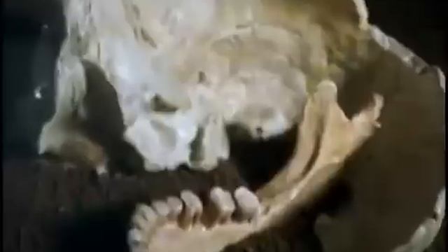 National Geographic Documentary   Neanderthal Episode 1 Evolution   History Documentary