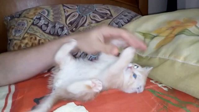 Котики и милые котята) Самое милое видео в мире? смотреть онлайн