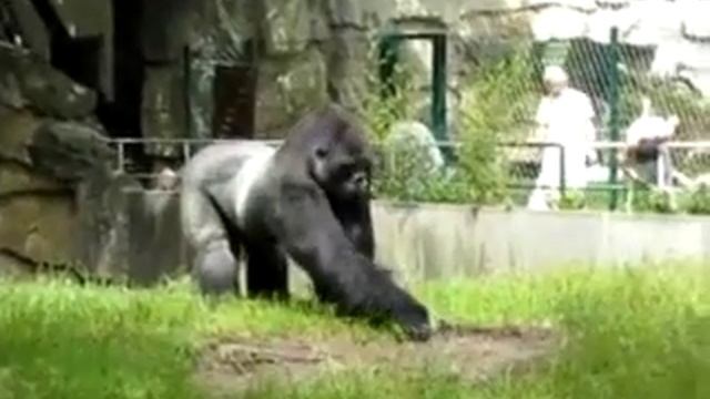 Злая горила смотреть онлайн