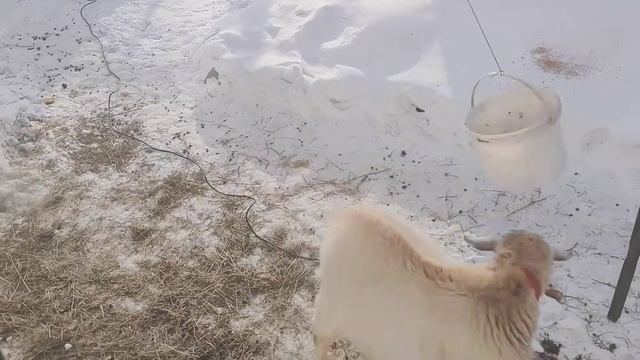 Козёл боксер! смотреть онлайн