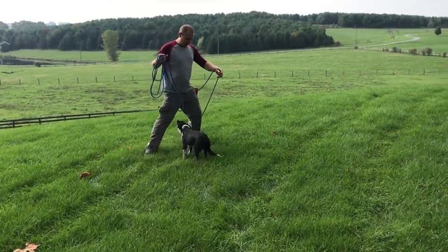 The Friday Trek - EPISODE 2: Introducing Your Dog to a Leash смотреть онлайн