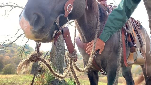 What Gear is Dewayne Using On His Horse These Days? смотреть онлайн