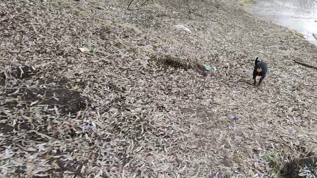 HURPIN розплiдникkennelhurpinмініатюрний пiнчерцвергпiнчеркарликовий пiнчермiнiдоберманпiнче
