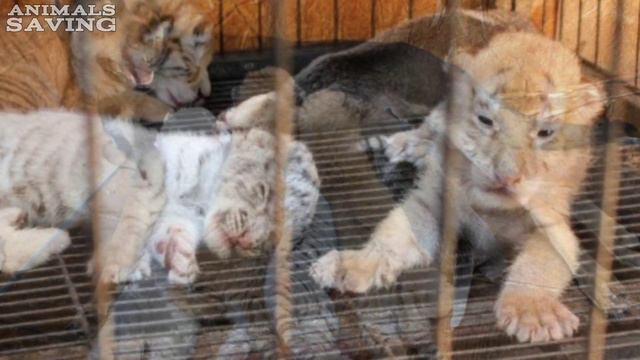 В китайском заповеднике собака стала кормилицей для четырех ТИГРЯТ! смотреть онлайн