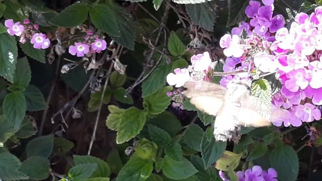 Сolibri butterfly. Hummingbird Hawk-moth. Mariposa colibri. (Macroglossum stellatarum) смотреть онлайн