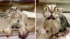 смешные нарезки про людей и животных