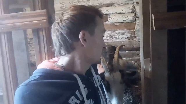 Упала молочность козы. Что делать? смотреть онлайн