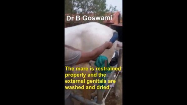 Step-by-step guide for Artificial insemination in mare