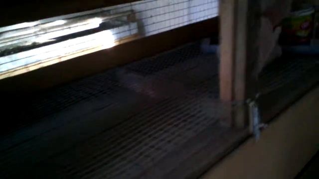 Летние двери в лазах курятника смотреть онлайн