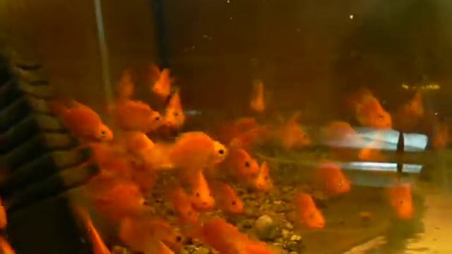 Попугай Шоу смотреть онлайн