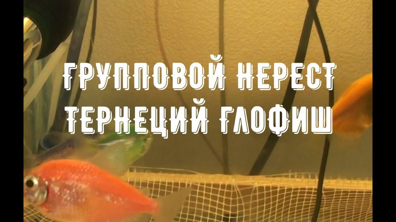 ГРУППОВОЙ НЕРЕСТ ТЕРНЕЦИЙ ГЛОФИШ | РАЗВЕДЕНИЕ ТЕРНЕЦИИ GloFish