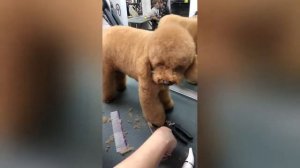 Пудель. Стрижка в азиатском стиле.