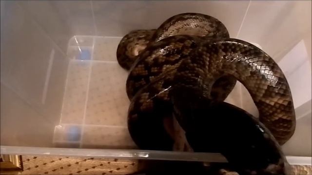 Scrub Python eating a chicken смотреть онлайн