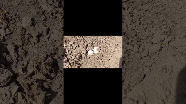 Яйца ящерицы или змеи смотреть онлайн