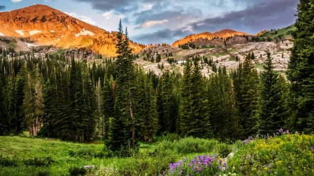 Лидолия Никитина - Разрешите подарить цветы. Ищу собеседника. Читает Владислав Витковский смотреть онлайн